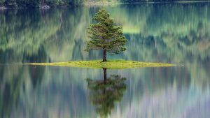 Organisasi Internasional untuk Keberlangsungan Lingkungan